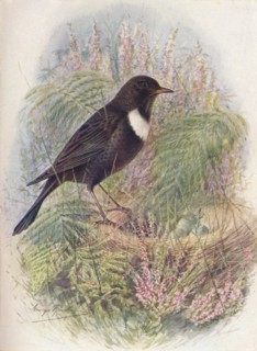 'Ring-Ousel - Tur'dus torqua'tus', c1910, (1910). Artist: George James Rankin.