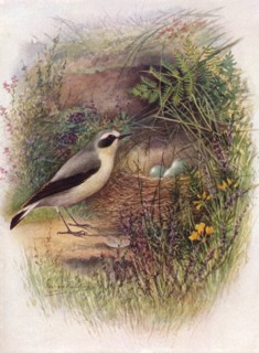 'Wheatear - Saxic'ola oenan'the', c1910, (1910). Artist: George James Rankin.