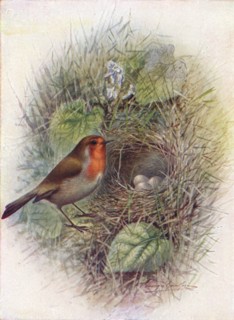 'Redbreast or Robin - Erith'acus rubec'ula', c1910, (1910). Artist: George James Rankin.