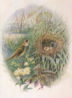 'Sedge-Warbler - Acroceph'alus phragmi'tis', c1910, (1910). Artist: George James Rankin.