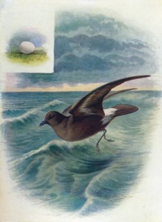 'Storm Petrel - Procellar'ia pela'gica', c1910, (1910). Artist: George James Rankin.