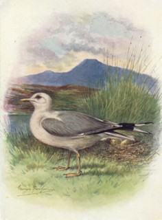 'Common Gull - Lar'us can'us', c1910, (1910). Artist: George James Rankin.