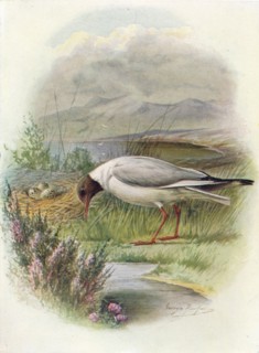 'Black-Headed Gull - Lar'us ridibun'dus', c1910, (1910). Artist: George James Rankin.