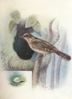 'Wryneck - I'ynx torquil'la', c1910, (1910). Artist: George James Rankin.
