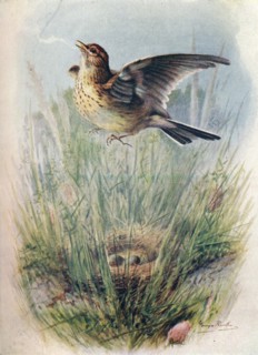 'Skylark - Alau'da arven'sis', c1910, (1910). Artist: George James Rankin.