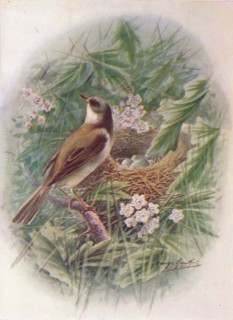 'Whitethroat - Syl'via cine'rea', c1910, (1910). Artist: George James Rankin.