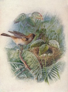 'Garden-Warbler - Syl'via horten'sis', c1910, (1910). Artist: George James Rankin.