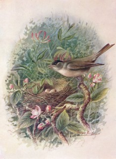 'Blackcap - Syl'via atricapil'la', c1910, (1910). Artist: George James Rankin.