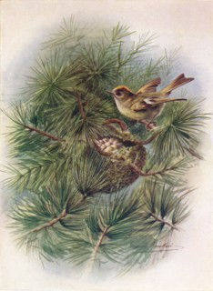 'Goldcrest - Reg'ulus crista'tus', c1910, (1910). Artist: George James Rankin.