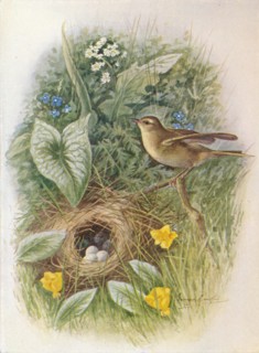 'Willow-Wren - Phyllos'copus tro'chilus', c1910, (1910). Artist: George James Rankin.