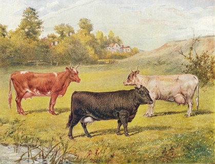 Polled Aberdeen and Ayrshire cows, 1902 (1910). Artist: WR Woods.