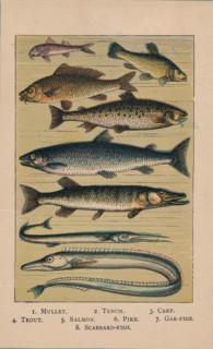 'Fish', 1907, (1907). Artist: Unknown.