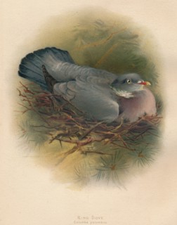 'Ring Dove (Columbs palumbus)', 1900, (1900). Artist: Charles Whymper.