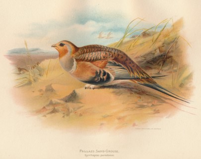 'Pallass Sand-Grouse (Syrrhaptes paradoxus)', 1900, (1900). Artist: Charles Whymper.