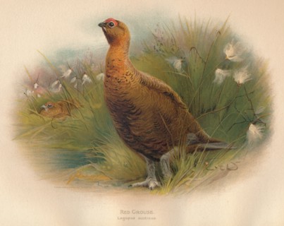 'Red Grouse (Lagopus scoticus)', 1900, (1900). Artist: Charles Whymper.