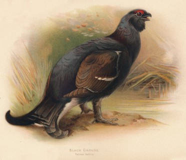 'Black Grouse (Tetrau tetrix)', 1900, (1900). Artist: Charles Whymper.