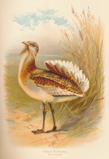 'Great Bustard (Otis tarda)', 1900, (1900). Artist: Charles Whymper.