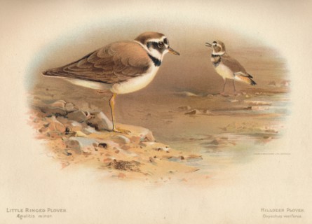 'Little Ringed Plover (Aegialitis minor), Killdeer Plover (Oxyechus vociferus)', 1900, (1900). Artist: Charles Whymper.