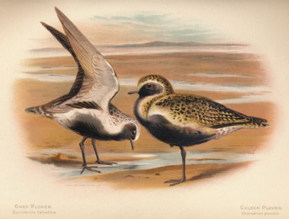 'Grey Plover (Squatarola helvetica), Golden Plover (Charadrius pluvialus)', 1900, (1900). Artist: Charles Whymper.