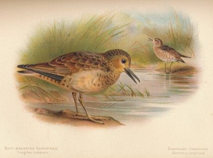 'Buff-Breasted Sandpiper (Tringites rufescns), Bartram's Sandpiper (Bartramia longicauda)', 1900, (1 Artist: Charles Whymper.