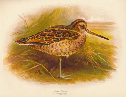 'Great Snipe (Gallinago major)', 1900, (1900). Artist: Charles Whymper.