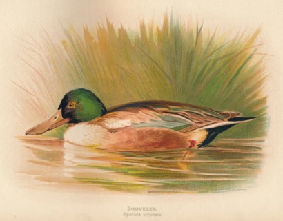 'Shoveler (Spatula clypeata)', 1900, (1900). Artist: Charles Whymper.