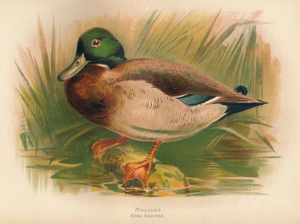 'Mallard (Anas boschas)', 1900, (1900). Artist: Charles Whymper.