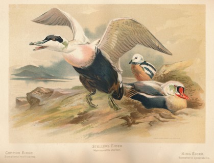 'Common Eider (Somateria mollissima), Steller's Eider (Heniconnetta stelleri), King Eider (Somateria Artist: Charles Whymper.