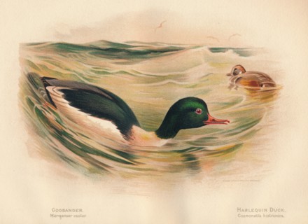 'Goosander (Merganser castor), Harlequin Duck (Cosmonetta histrionica)', 1900, (1900). Artist: Charles Whymper.