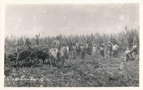 'Cane Cutting', c1930. Artist: Unknown.