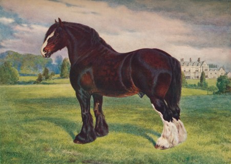 Shire Horse stallion Harold, c1905 (c1910). Artist: Frank Babbage.