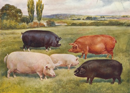 Breeds of pigs, c1902 (c1910). Artist: Frank Babbage.