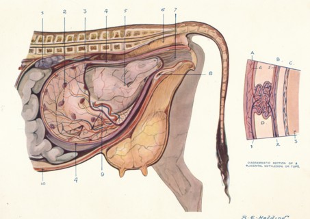 Section of the abdomen of a cow, showing foetus in normal position, c1905 (c1910). Artist: Unknown.