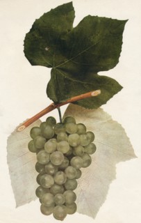 'Hidalgo', 1908.