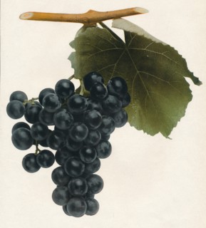 'Isabella', 1908.