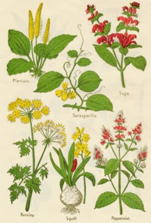 Flowers: Plantain, Sarsaparilla, Sage, Parsley, Squill, Peppermint, c1940. Artist: Unknown.