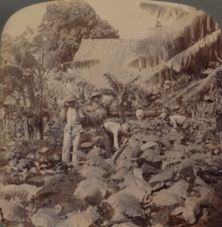 'Cutting Tobacco - A Typical Plantation - Province of Havana, Cuba', 1899. Artist: Works and Sun Sculpture Studios.