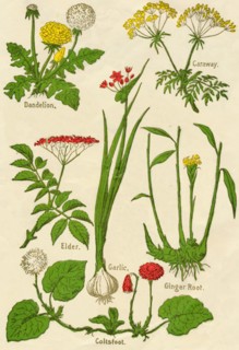 Flowers: Dandelion, Caraway, Elder, Garlic, Coltsfoot, Ginger Root, c1940. Artist: Unknown.