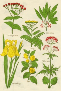Flowers: Thorough Wort, Tansy, Sassafras, Valerian, Yellow Flag, Tea, Valerian, c1940. Artist: Unknown.