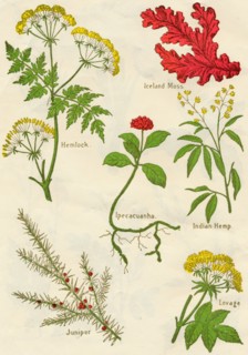 Flowers: Hemlock, Iceland Moss, Ipecacuanha, Indian Hemp, Juniper, Lovage, c1940. Artist: Unknown.