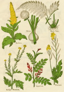 Flowers: Mullein, Onion, Male Fern, Nodge-Mustard, Liquorice, Mustard, c1940. Artist: Unknown.