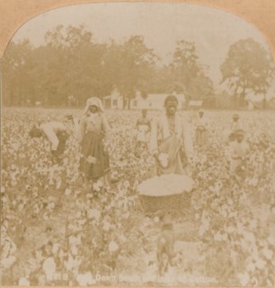 'Cotton-Picking.', c1900. Artist: Unknown.