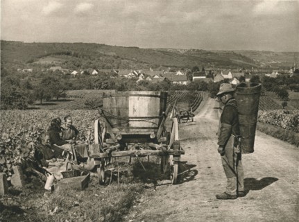 'Pfalz - Gathering grapes near Weisenheim', 1931. Artist: Kurt Hielscher.