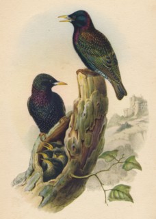 'Starling', c19th century. Artist: Unknown.