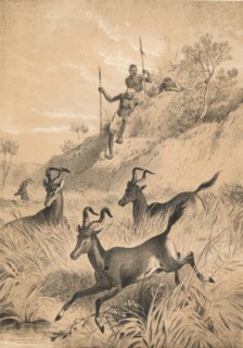 'The Hartebeest', c1880. Artist: Unknown.
