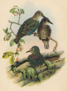 'Young Starling', c19th century. Artist: Unknown.
