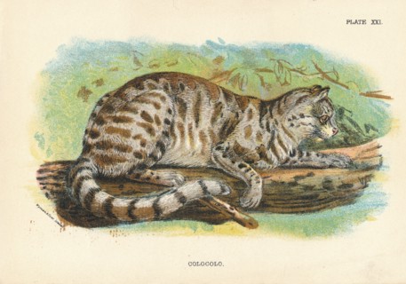 'Colocolo', 1896. Artist: Unknown.