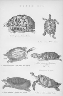 'Tortoise', 1885. Artist: Unknown.
