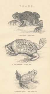 'Toads', 1885.  Artist: Unknown.
