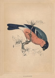 'Bullfinch', (Pyrrhula pyrrhula), c1850, (1856). Artist: Unknown.